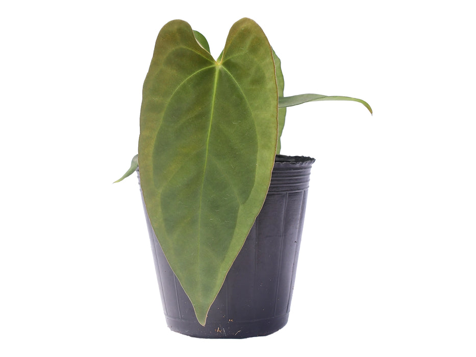 Anthurium Wonderland (seedling)