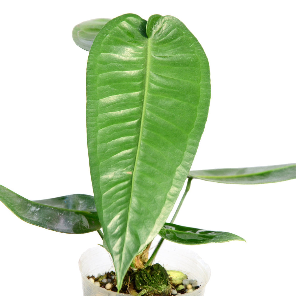 Anthurium timplowmanii — Ecuagenera USA Corp