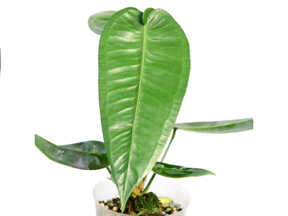 Anthurium timplowmanii