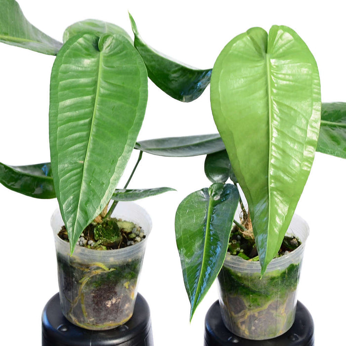 anthurium trilobum Anthurium timplowmanii — Ecuagenera USA Corp