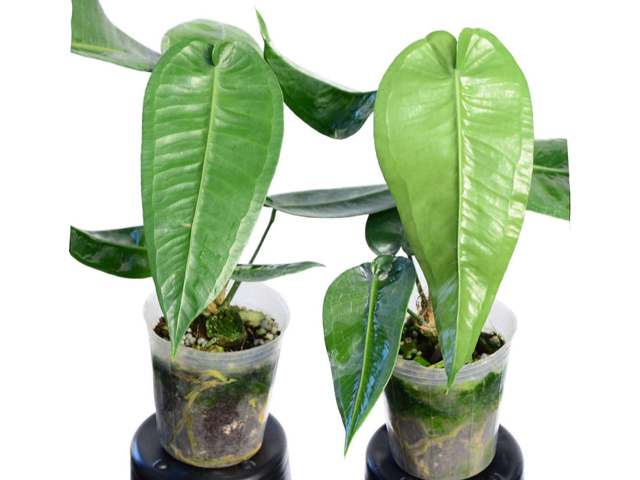 Anthurium timplowmanii