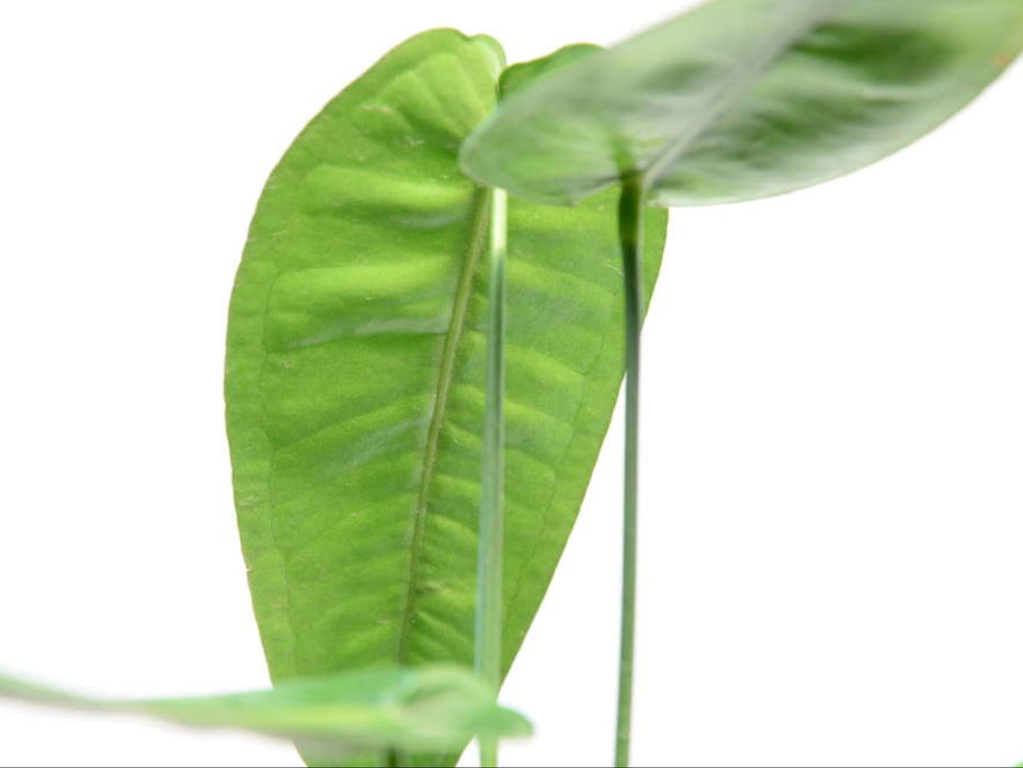 Anthurium timplowmanii