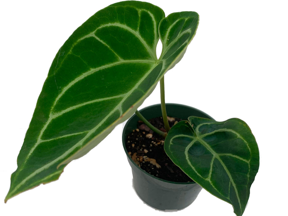 Anthurium Dorayaki x A. papililaminum
