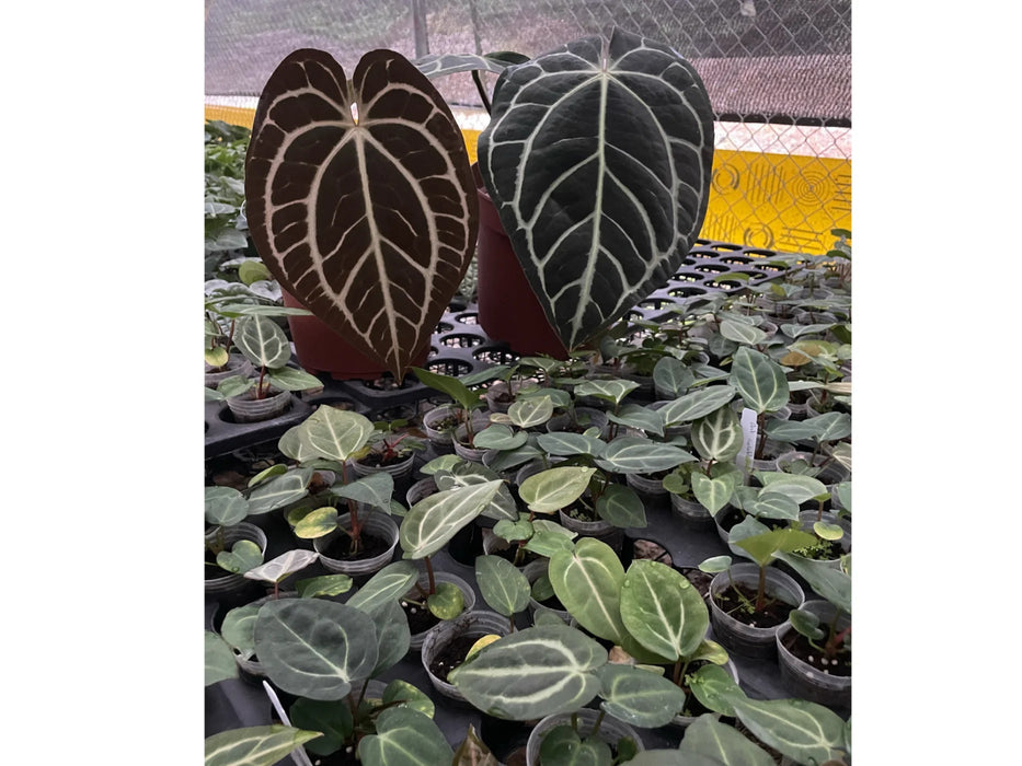 Anthurium carlablackiae — Ecuagenera USA Corp