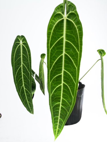 anthurium warocqueanum large Anthurium warocqueanum 'Big'