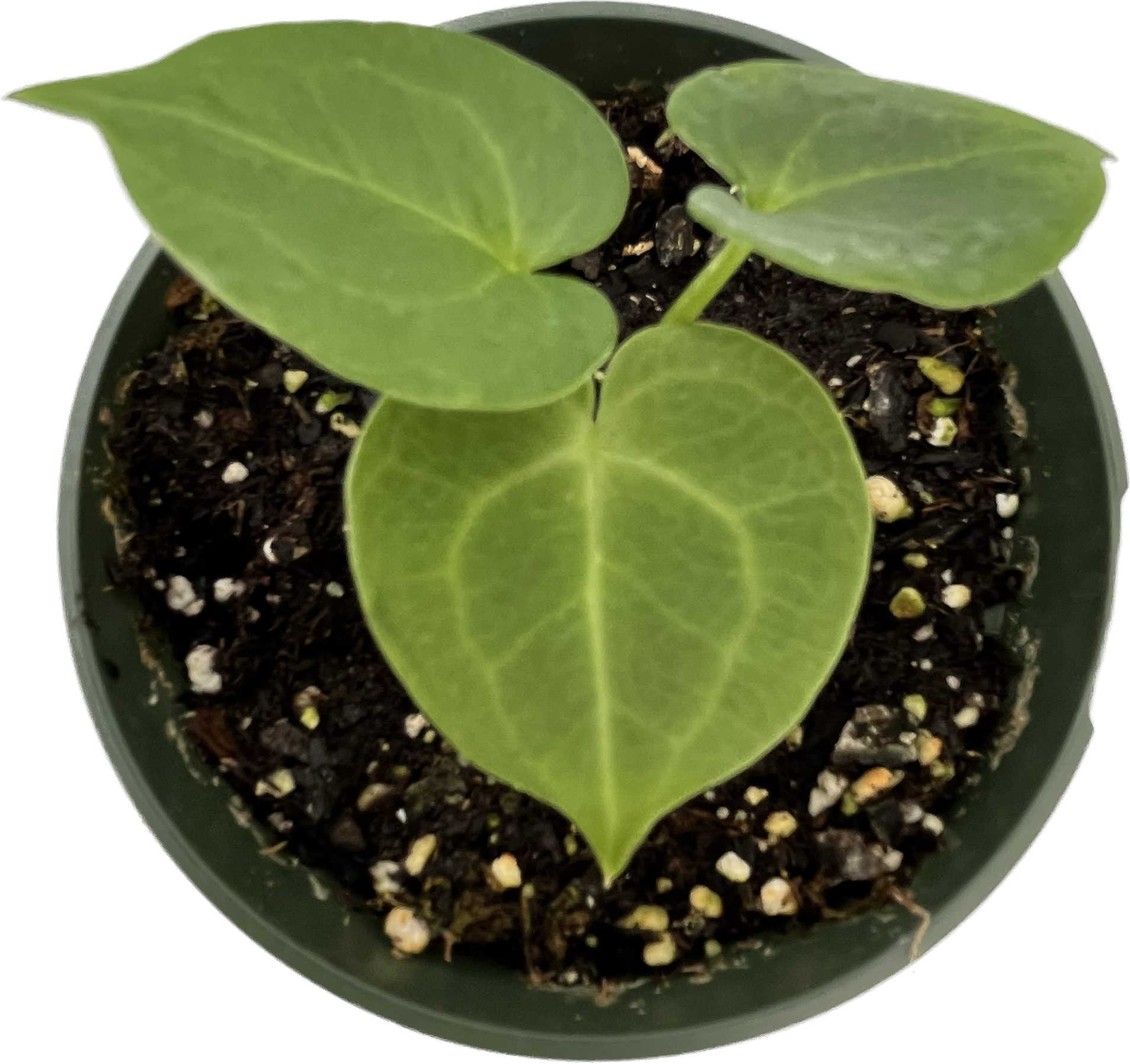 Anthurium clarinervium (seedling) — Ecuagenera USA Corp