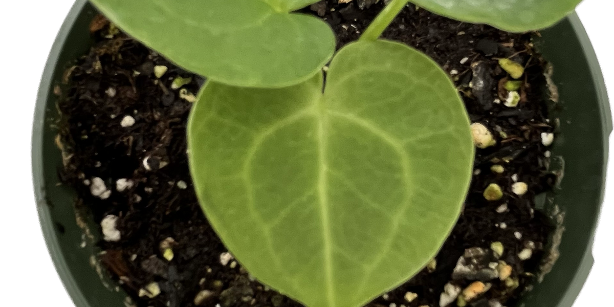 Anthurium clarinervium (seedling) — Ecuagenera USA Corp