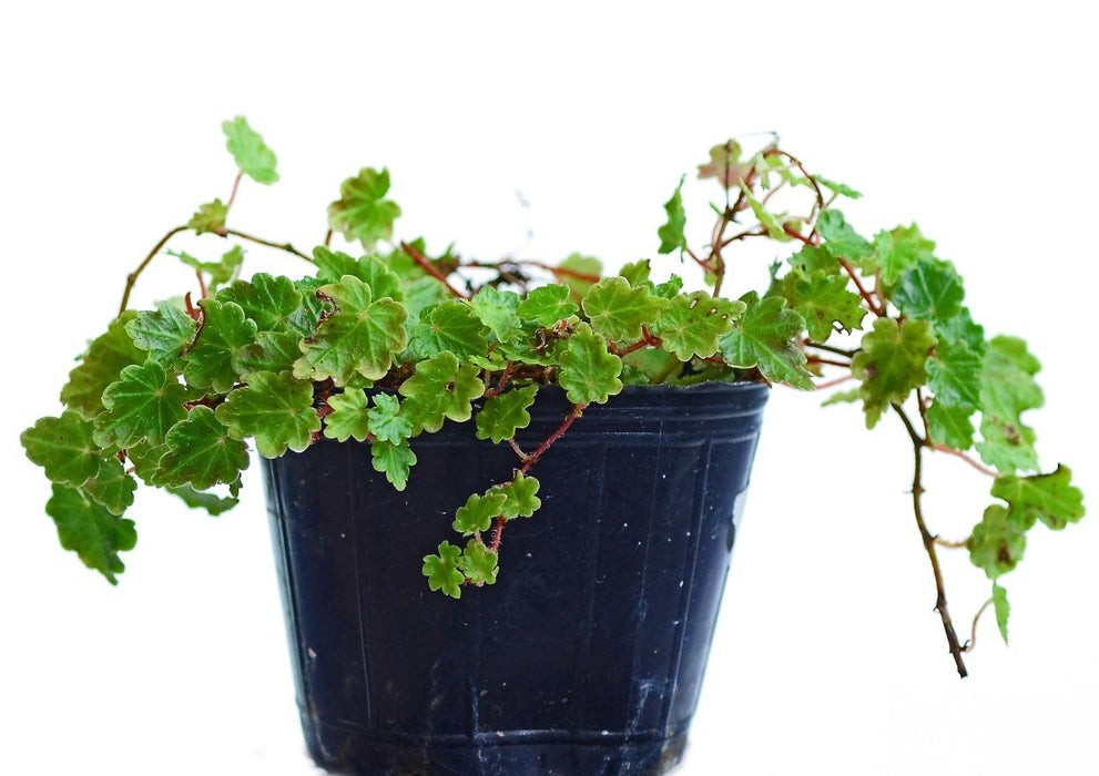 Begonia segregata 'mini'