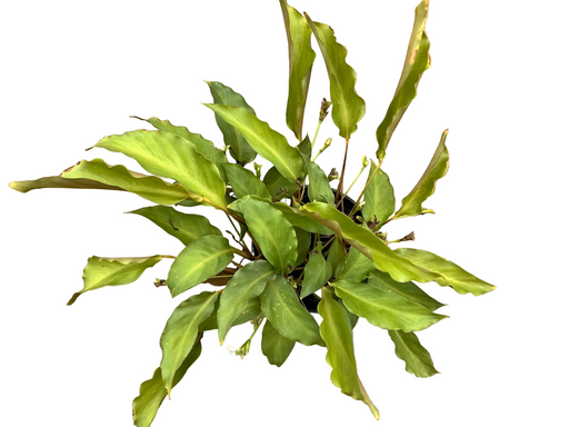 calathea loeseneri Calathea loeseneri 5