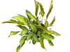 Calathea loeseneri 5