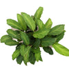 Calathea micans green