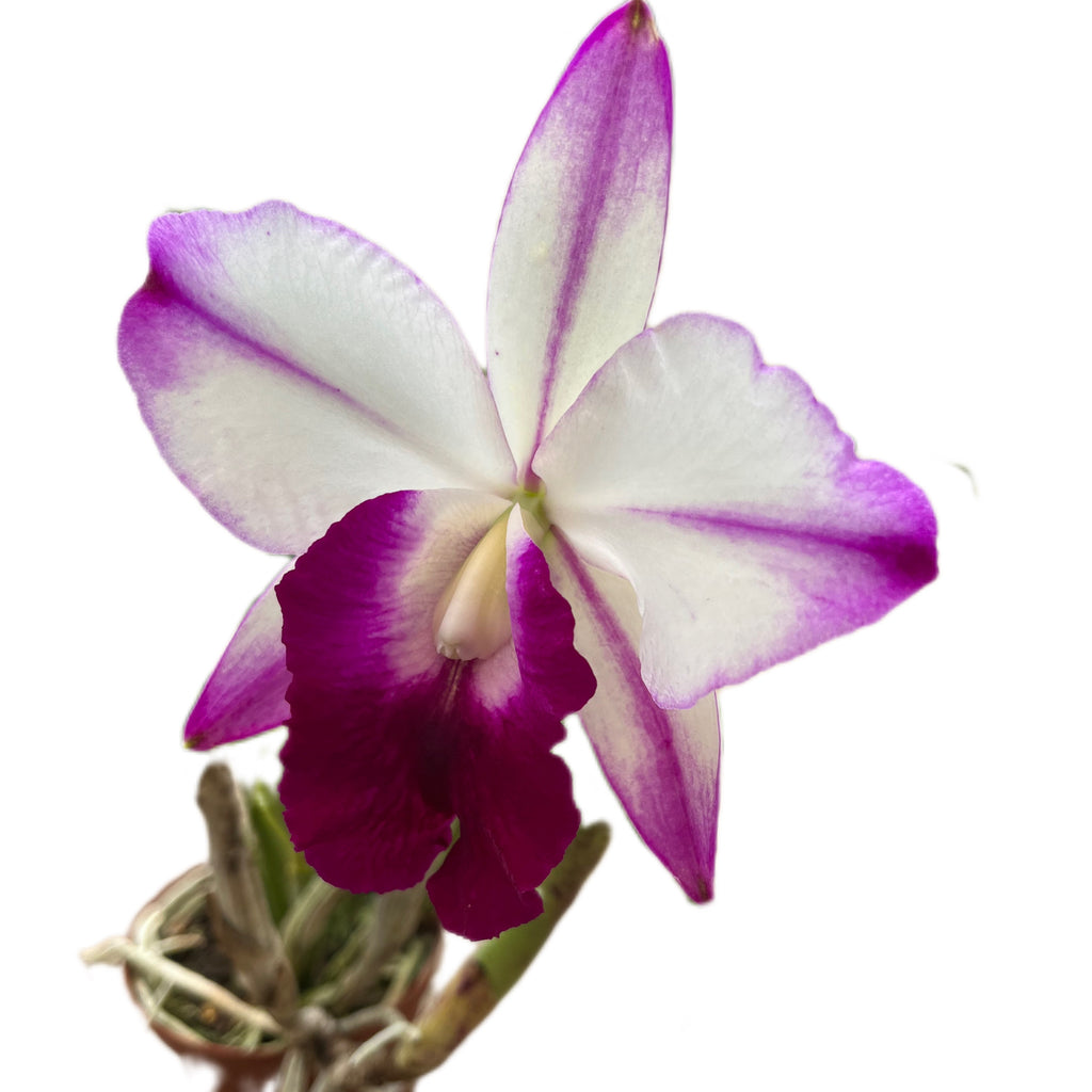 Cattleya Memoria Robert Strait ''Islander Delights'' — Ecuagenera