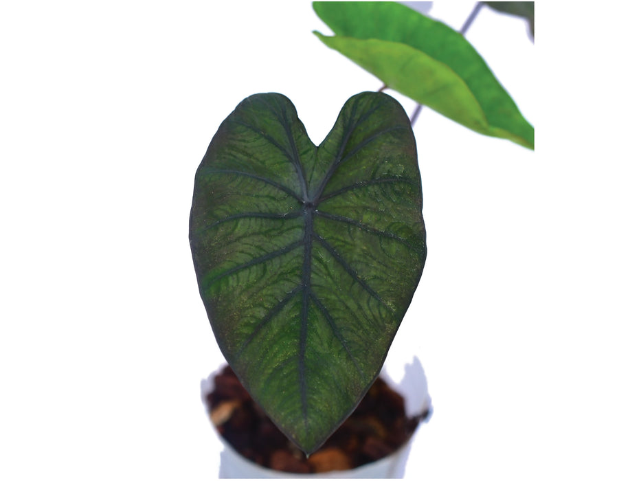 Colocasia esculenta 'Black Diamond'