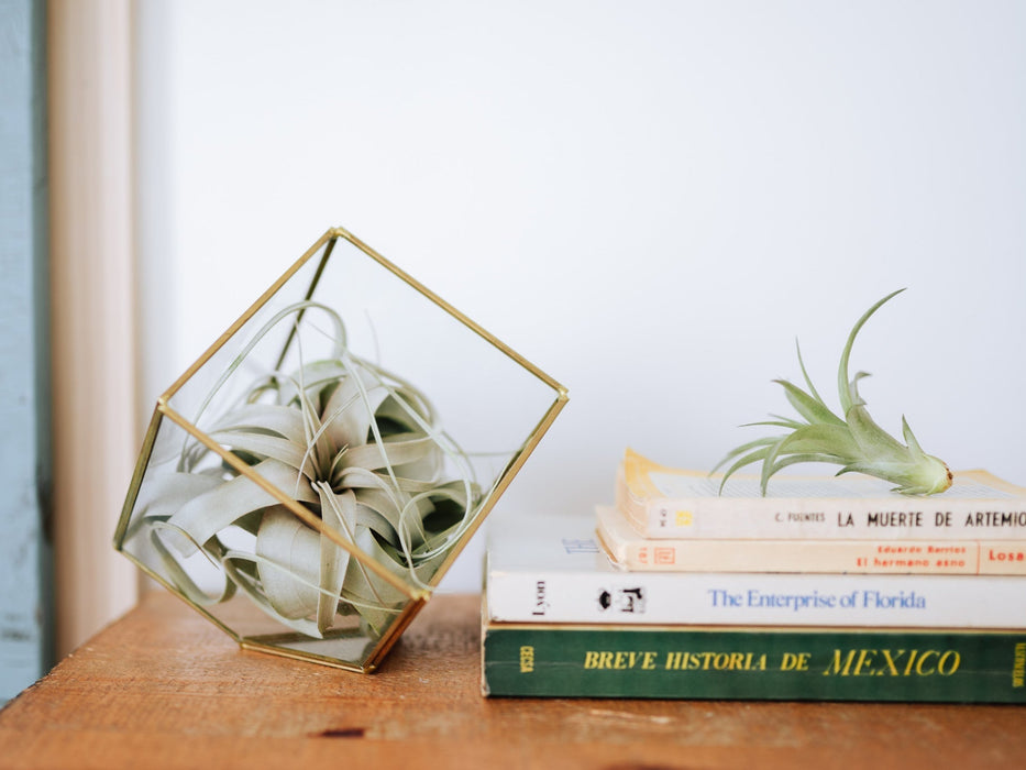 Heptahedron Geometric Glass Terrarium with Tillandsia Red Abdita and Ionantha Air Plants