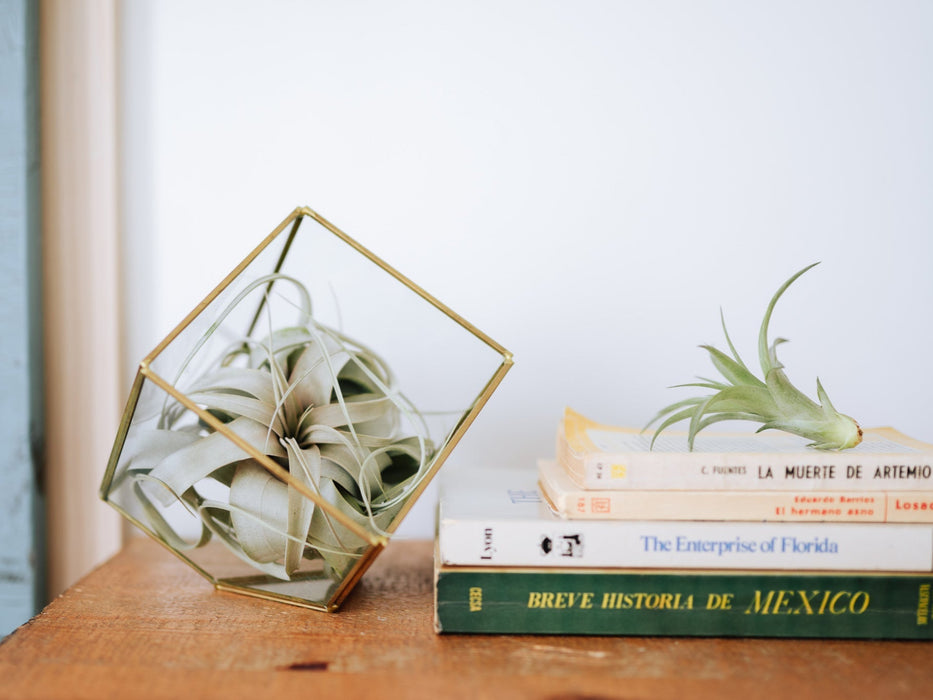Heptahedron Geometric Glass Terrariums - Set of 2 - with Tillandsia Red Abdita, Ionantha and Small Xerographica