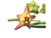 Hoya affinis