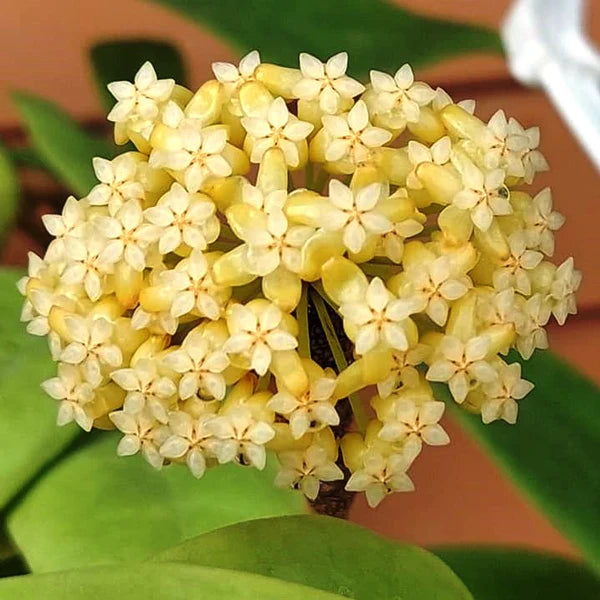 Hoya incrassata variegata