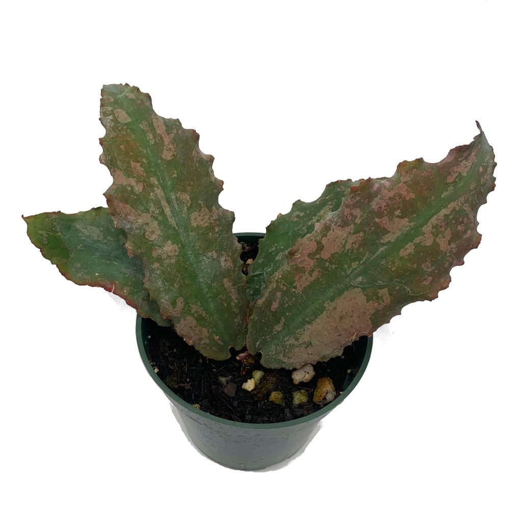 Hoya undulata — Ecuagenera USA Corp