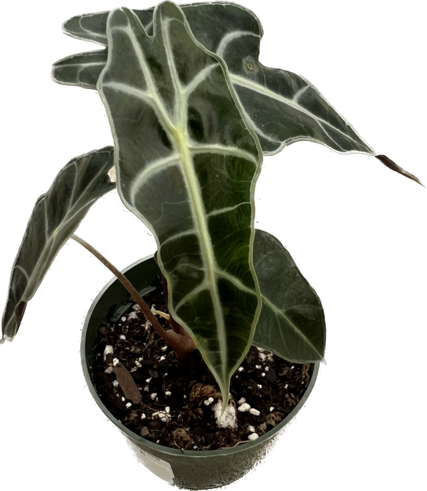 Alocasia amazonica - seedling