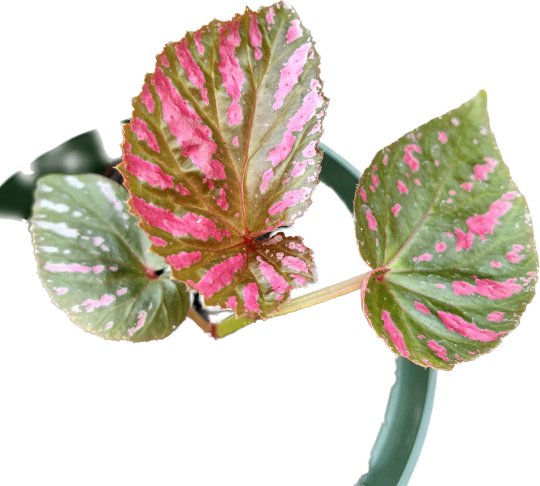 Begonia brevirimosa 'Exotica'