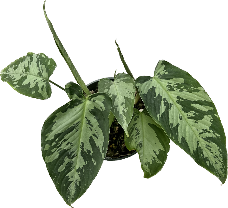 Schismatoglottis sp army