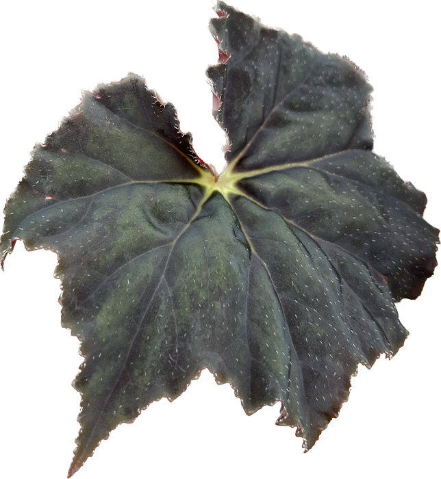 Begonia Beatrice Haddrell