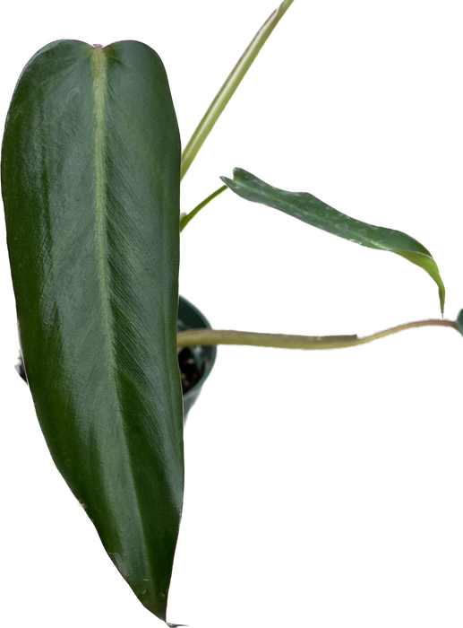 Philodendron pinnatilobum aff x Philodendron erubescens x Philodendron spiritus-sanct