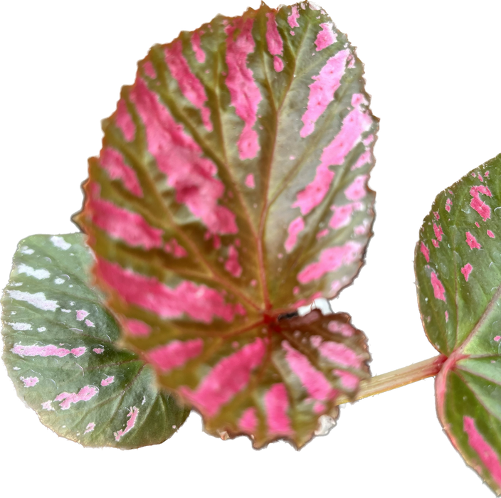 Begonia brevirimosa 'Exotica'