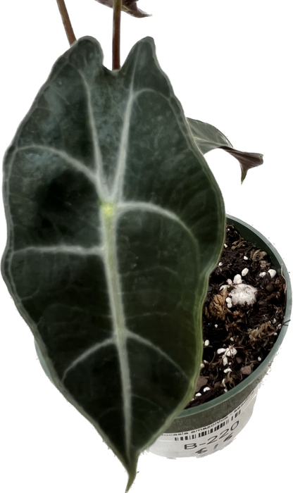 Alocasia amazonica - seedling