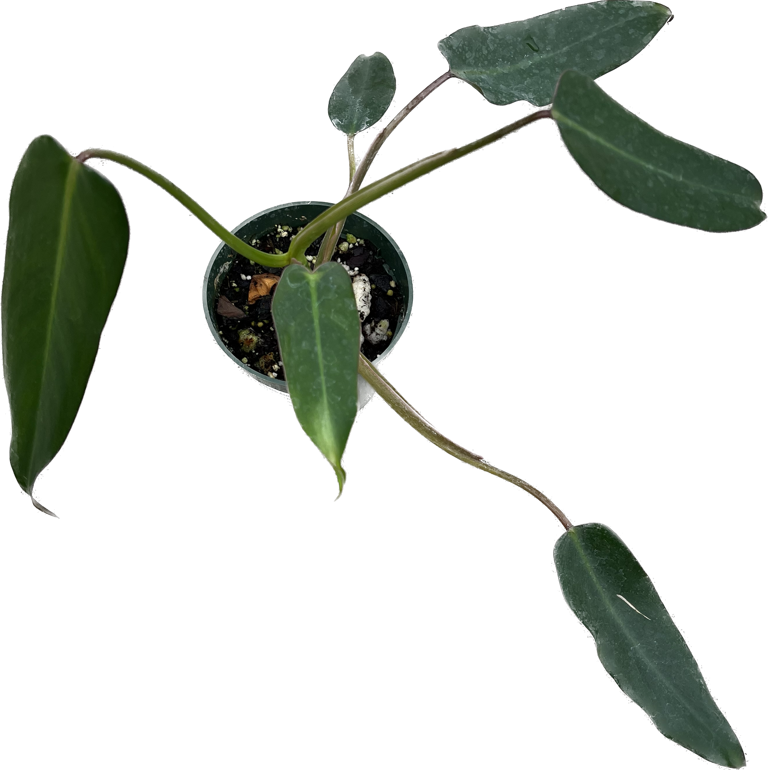 pincushion philodendron Philodendron pinnatilobum aff x Phil. erubescens x Phil. spiritus-sanc —  Ecuagenera USA Corp
