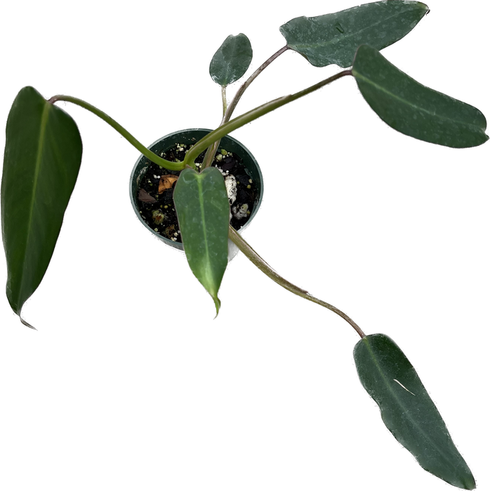 philodendron pinnatilobum aff Philodendron pinnatilobum aff x Phil. erubescens x Phil. spiritus-sancti