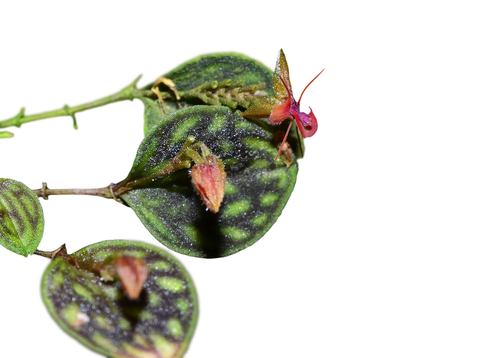 Lepanthes barbelifera