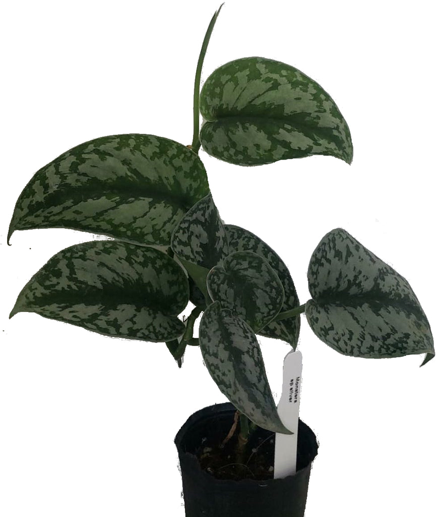 monstera sp Monstera sp silver — Ecuagenera USA Corp