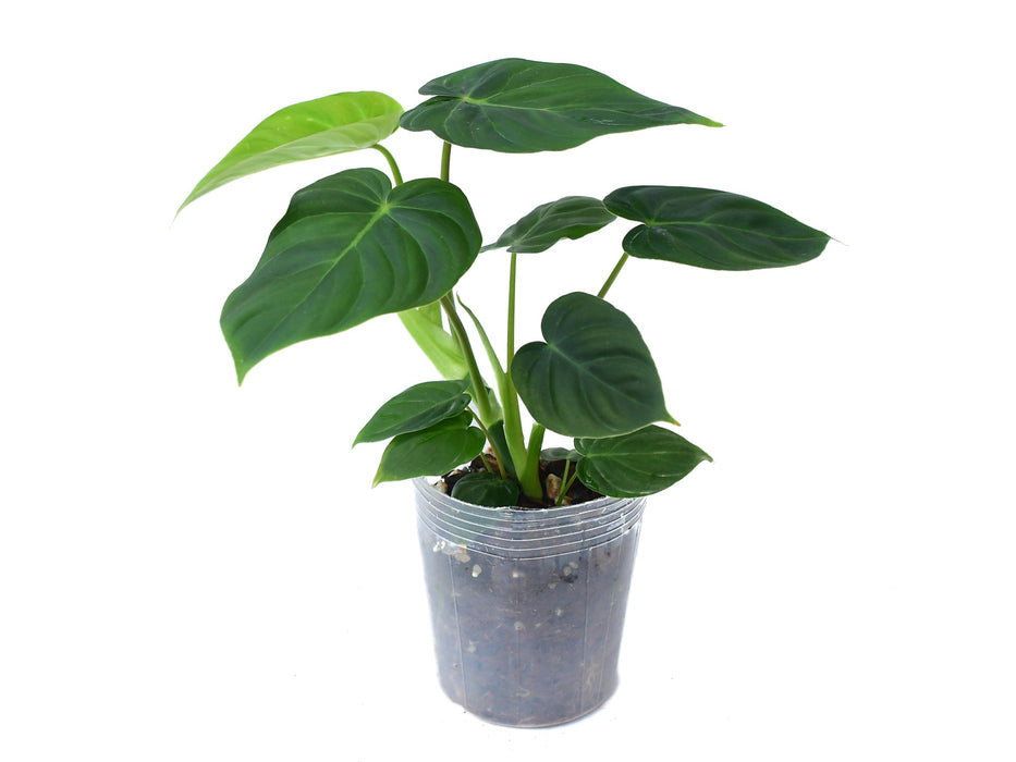 Philodendron verrucosum 2 x Philodendron pastazanum