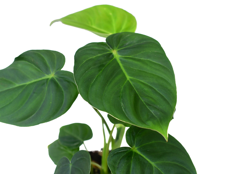 Philodendron verrucosum 2 x Philodendron pastazanum