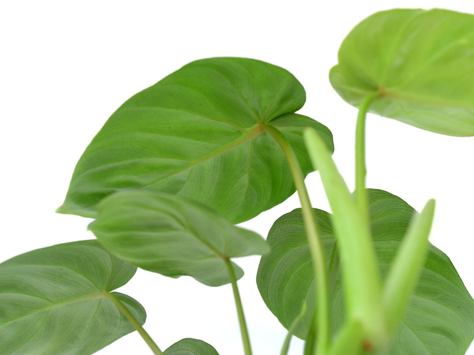 Philodendron verrucosum 2 x Philodendron pastazanum