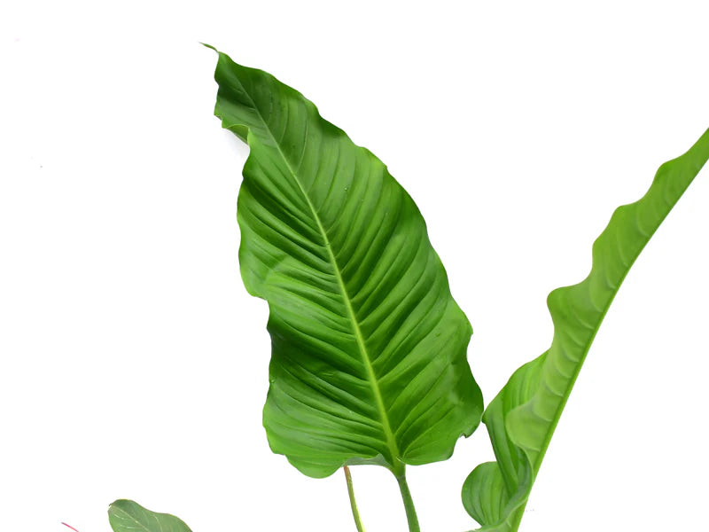 philodendron acutifolium ecuagenera Philodendron deflexum x Philodendron acutifolium — Ecuagenera USA Corp