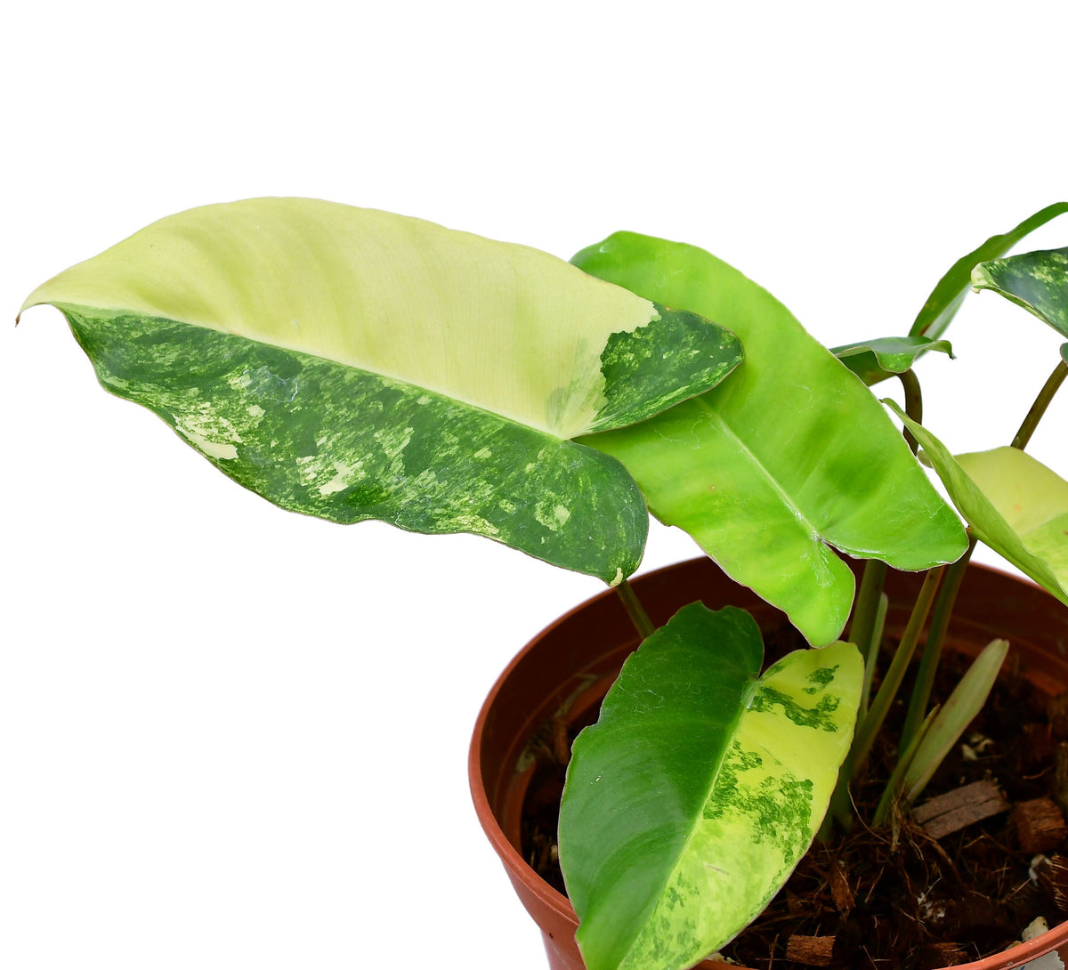 Philodendron Burle Marx variegado (S) — Ecuagenera USA Corp