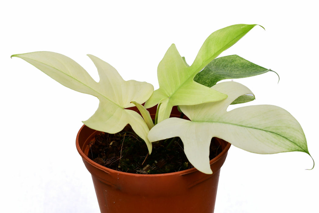 philodendron florida ghost hybrid Philodendron Florida Ghost — Ecuagenera USA Corp