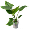 Philodendron Magic Spirit