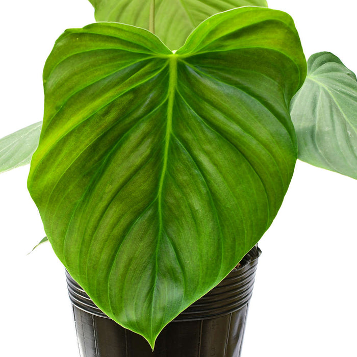 Philodendron Celebration - seedling