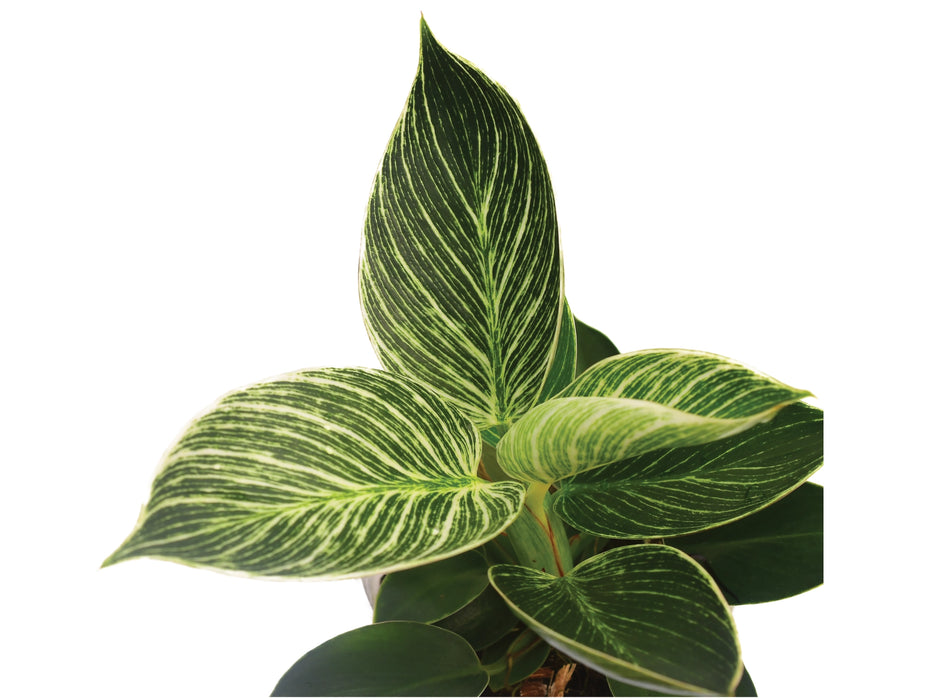 Philodendron Birkin