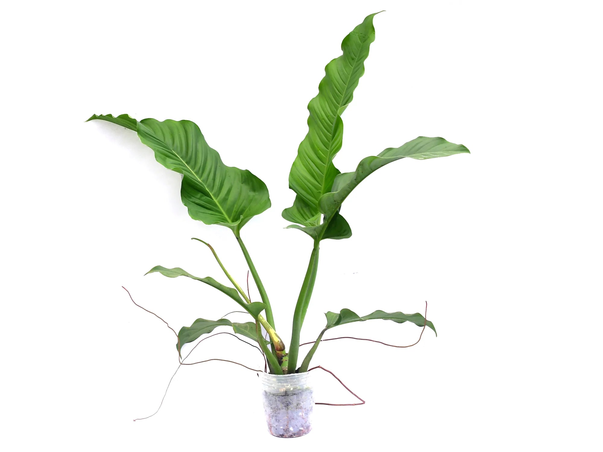 Philodendron deflexum x Philodendron acutifolium — Ecuagenera USA Corp
