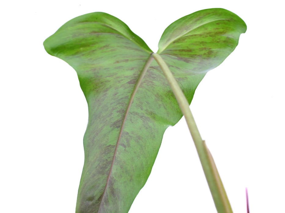philodendron jose buono mature Philodendron paloraense cf x Philodendron Jose Buono (seedling)