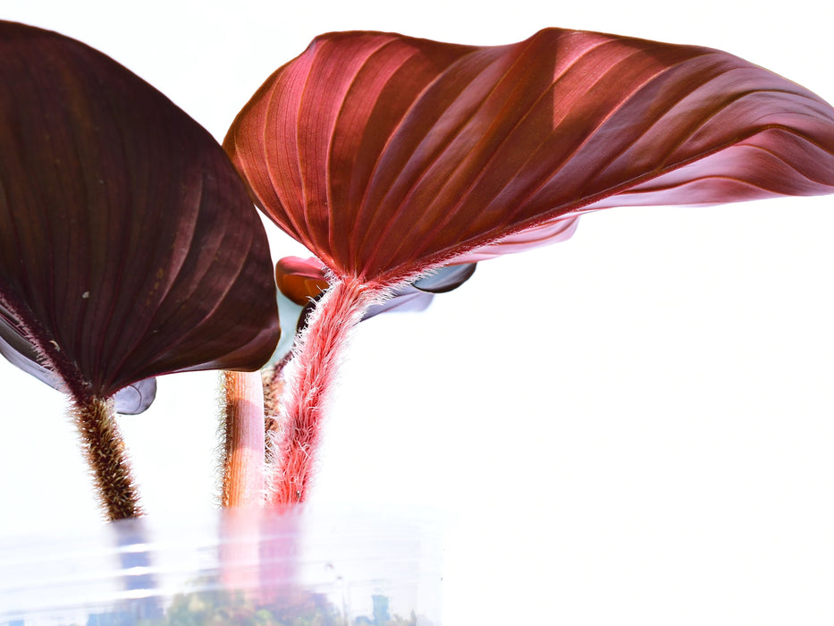 Philodendron squamicaule Pink