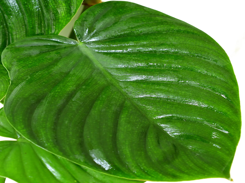 werneri philodendron Philodendron werneri cf