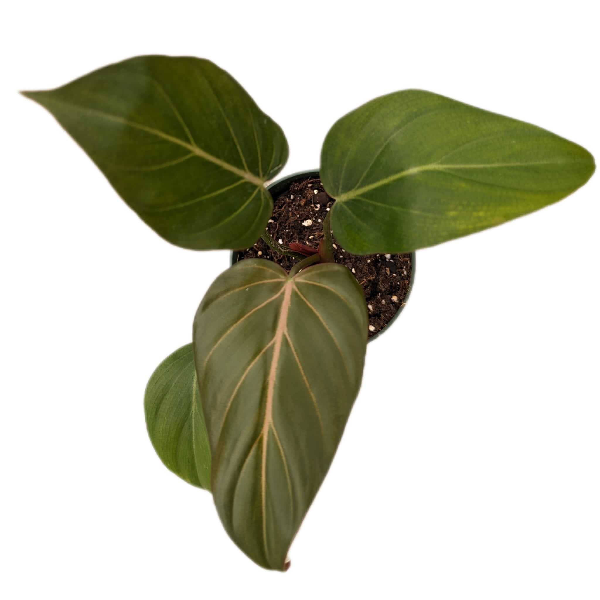 Philodendron Summer Glory - Pink White Variegated Aroid | Ecuagenera USA   Ecuagenera USA Corp
