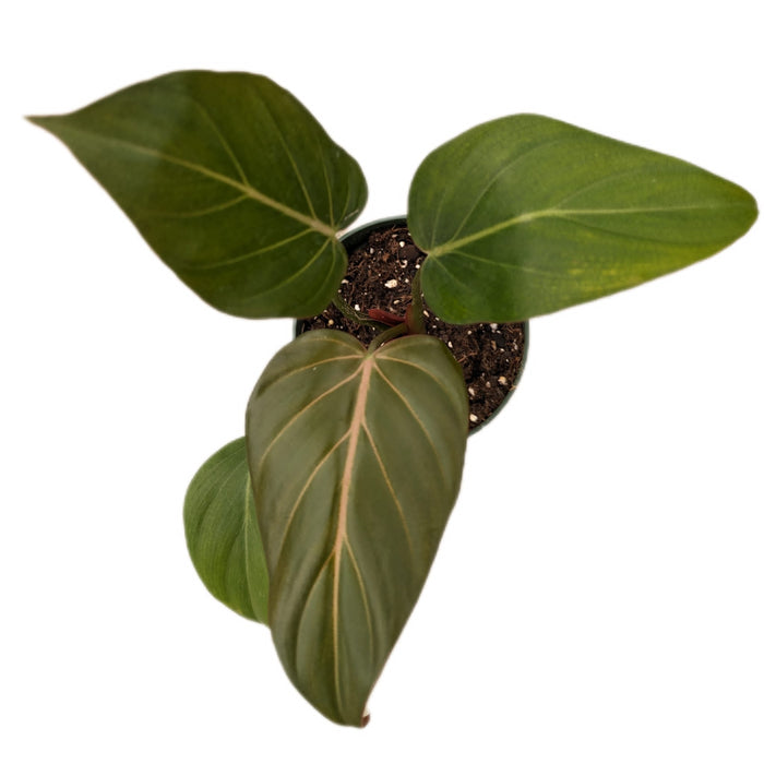 philodendron morning glory Philodendron Summer Glory