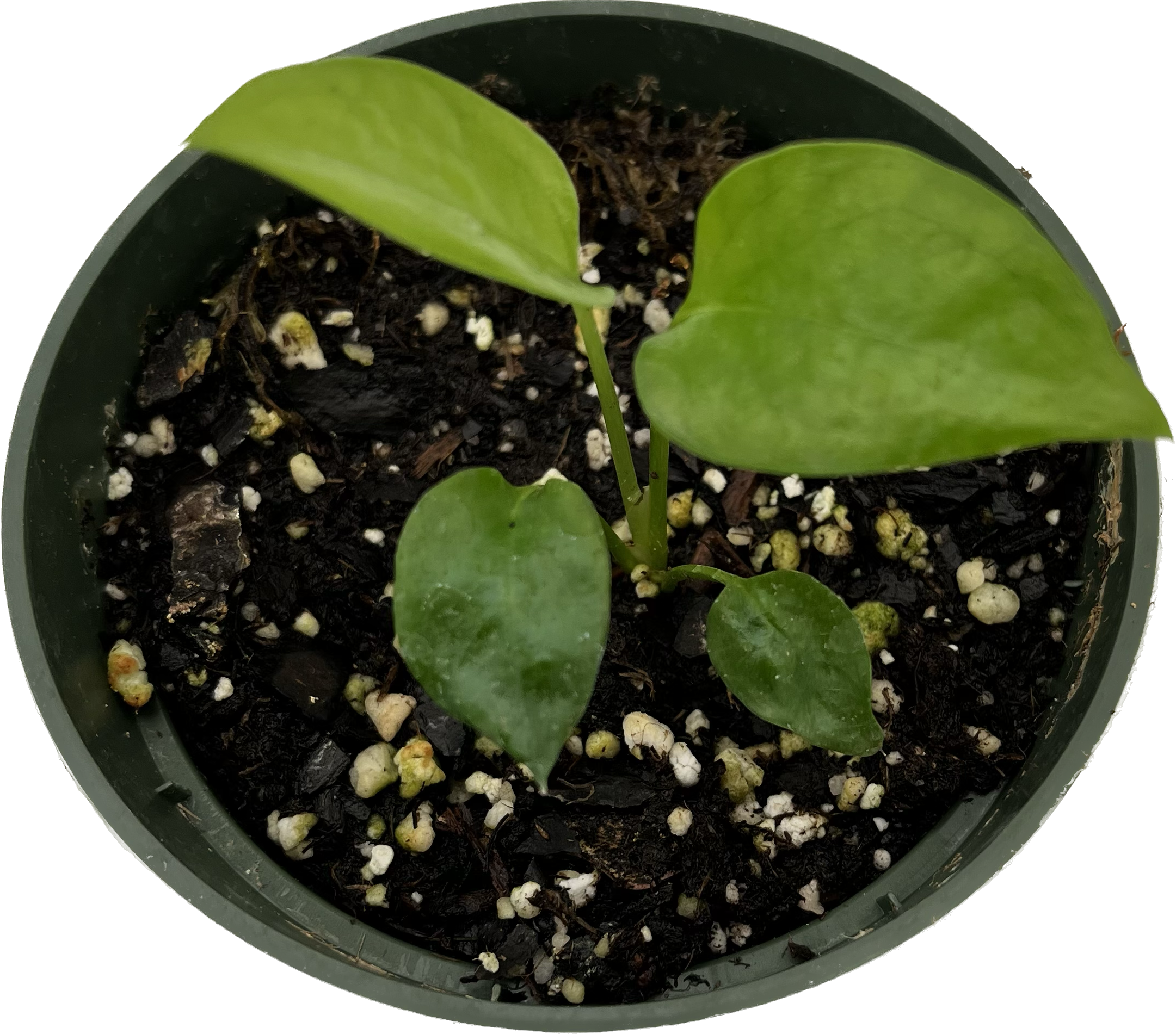 philodendron elegans skeleton key Philodendron Skeleton Key