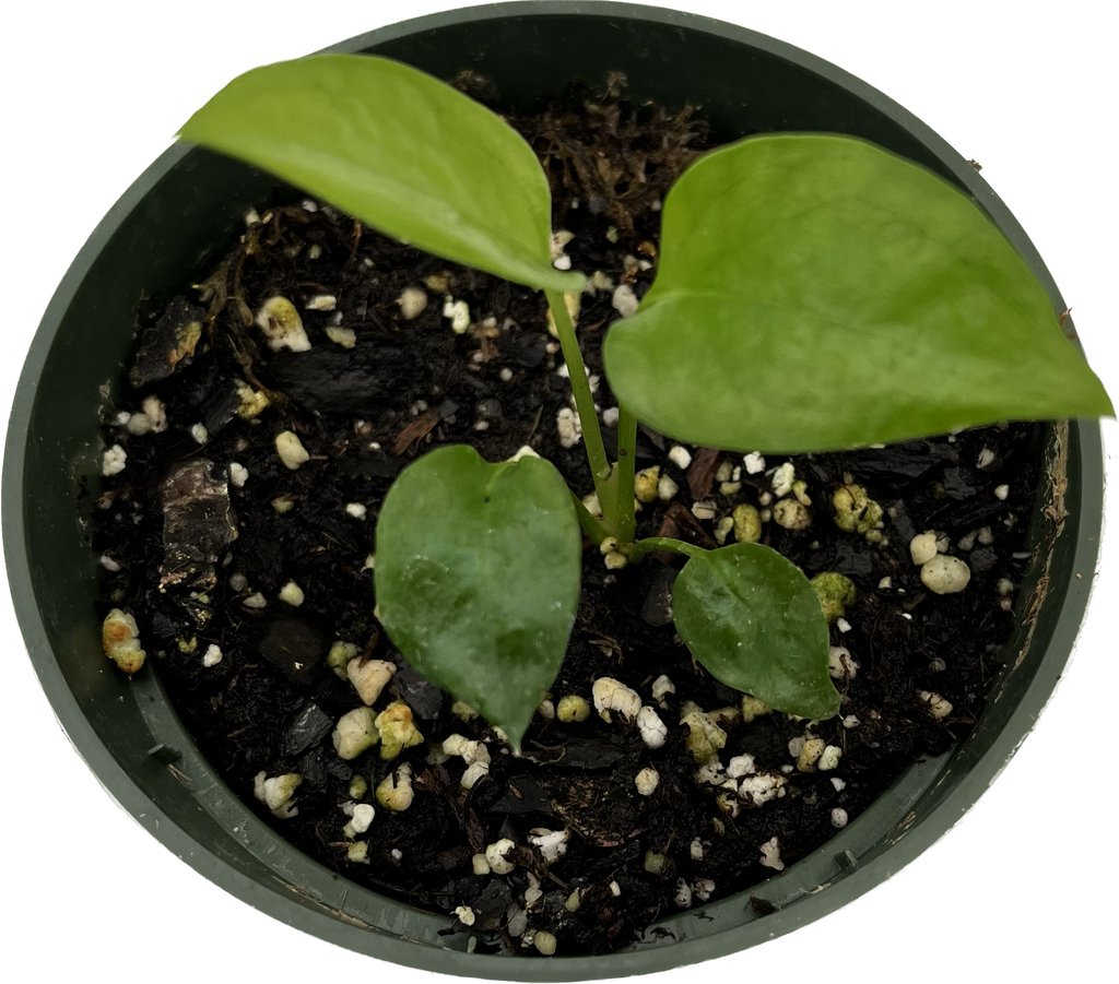 Philodendron Skeleton Key - Unique Key-shaped Leaves  Ecuagenera USA Corp